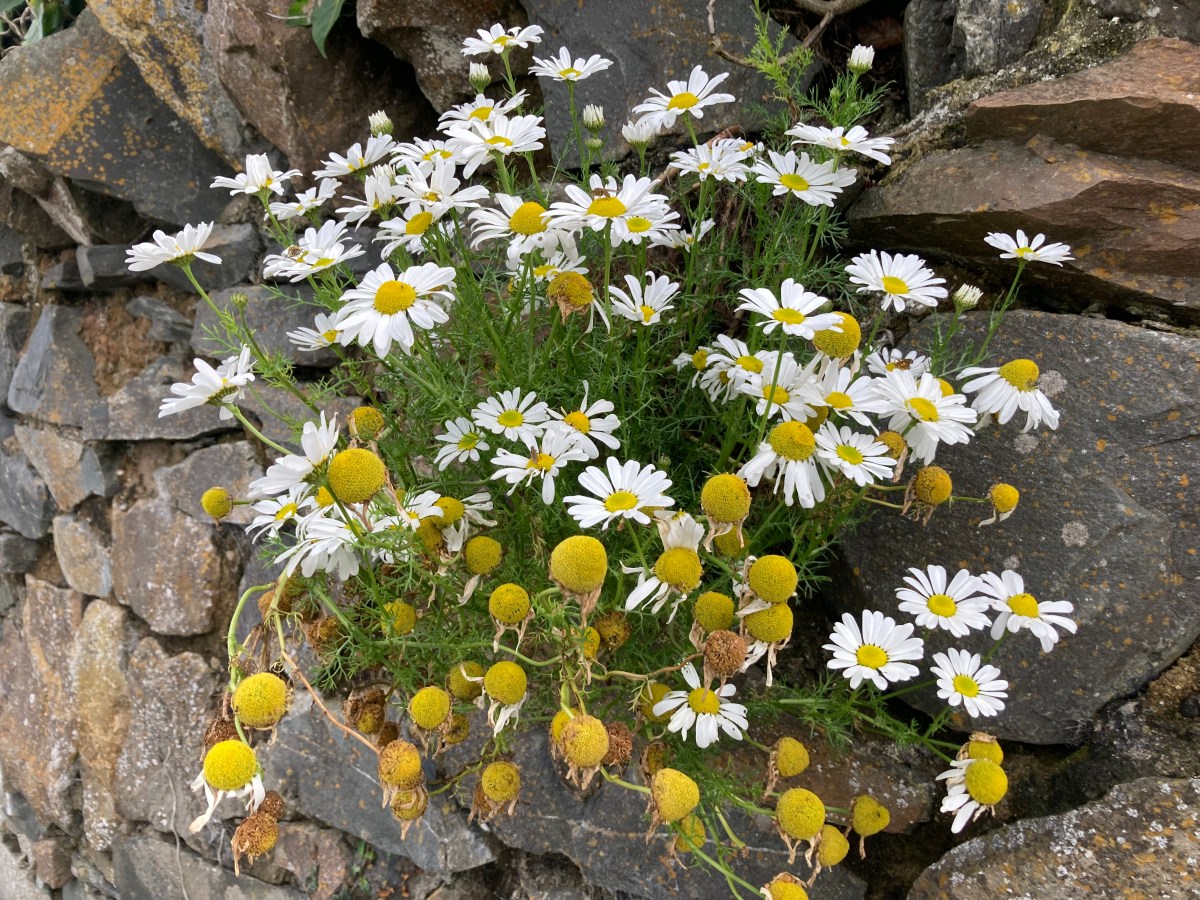 Bloom where you are&nbsp;planted